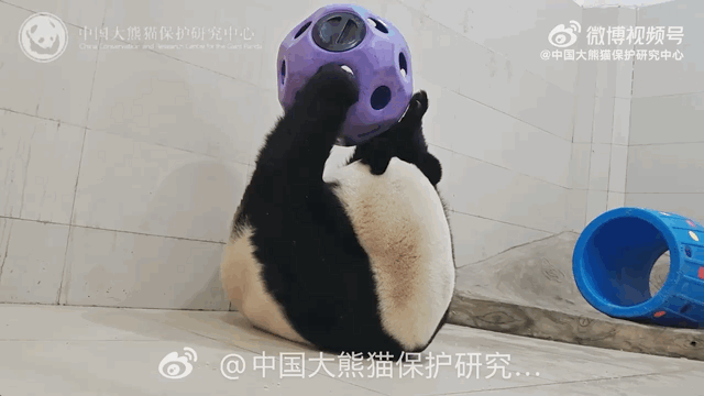 AFpcwM.gif
