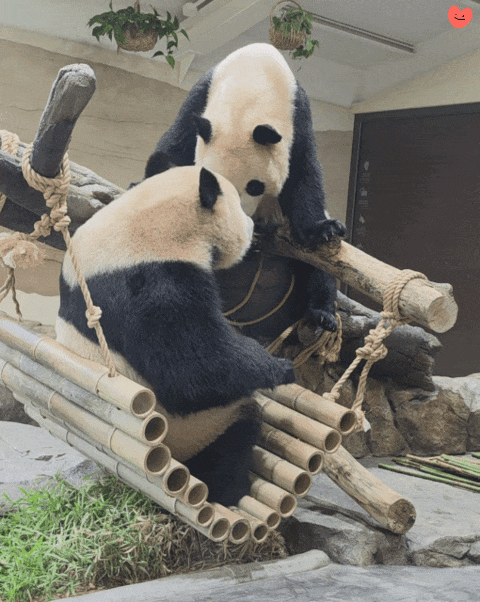 AJqihp.gif