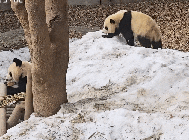 AKZXln.gif