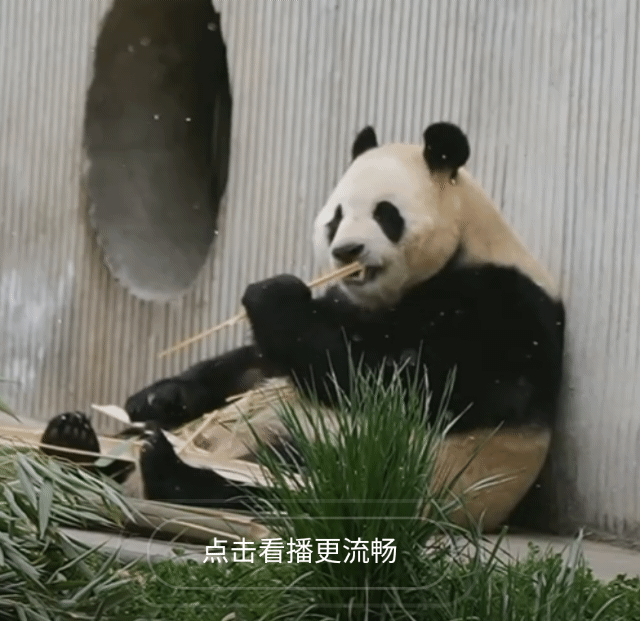 APGEzg.gif