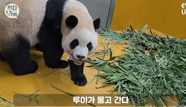 AVRzrm.gif