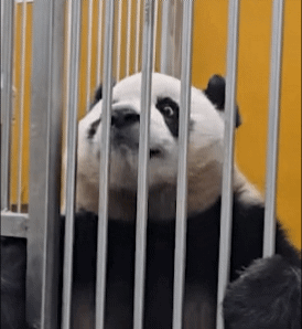 BHxabN.gif