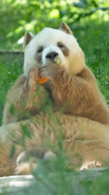 BcGIXe.gif