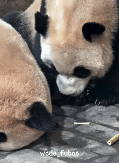 BdcXxf.gif