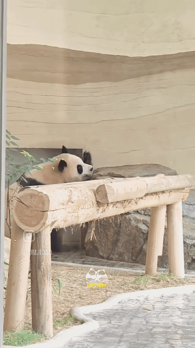 CCvTHi.gif