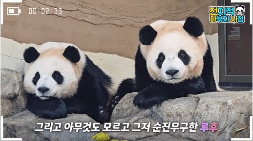 CMCHIm.gif
