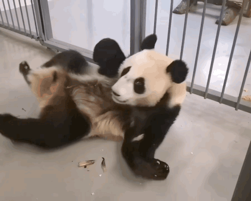CMDrEe.gif