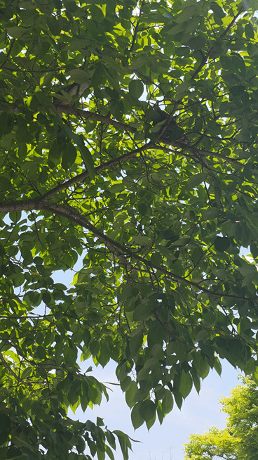 CODLxq.gif