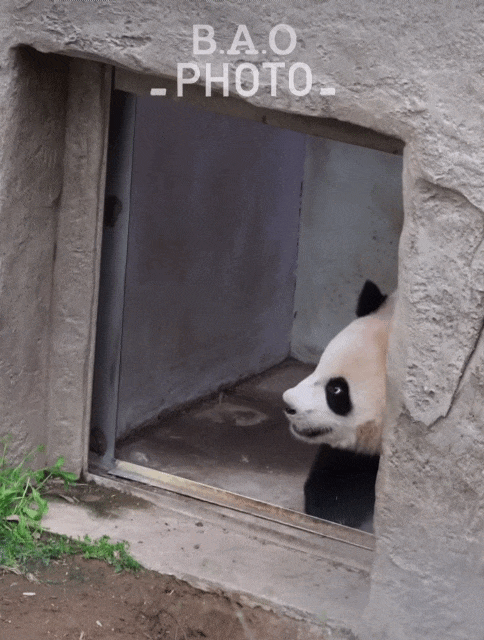 CZpNmD.gif