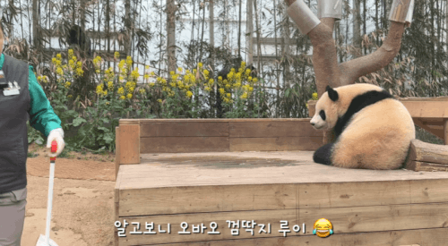 CavvZB.gif