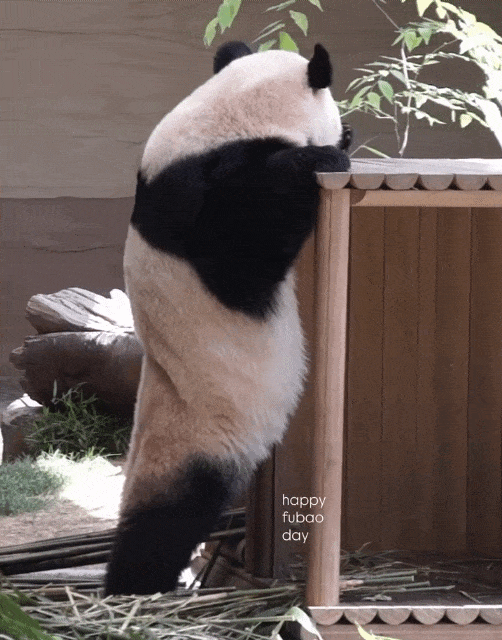 CbTVsY.gif