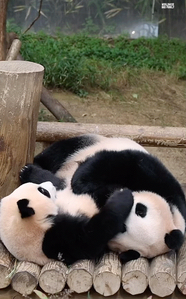 CeGEnJ.gif