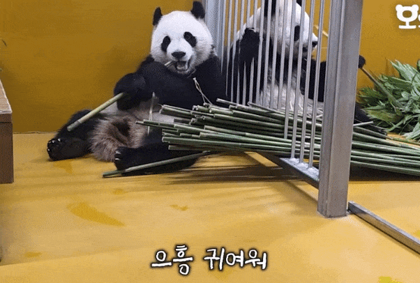 DIitam.gif