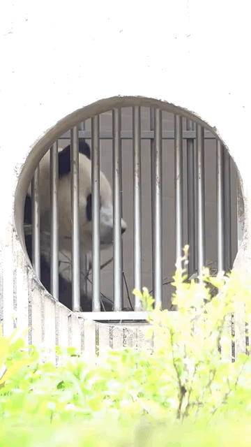 DPRIFZ.gif
