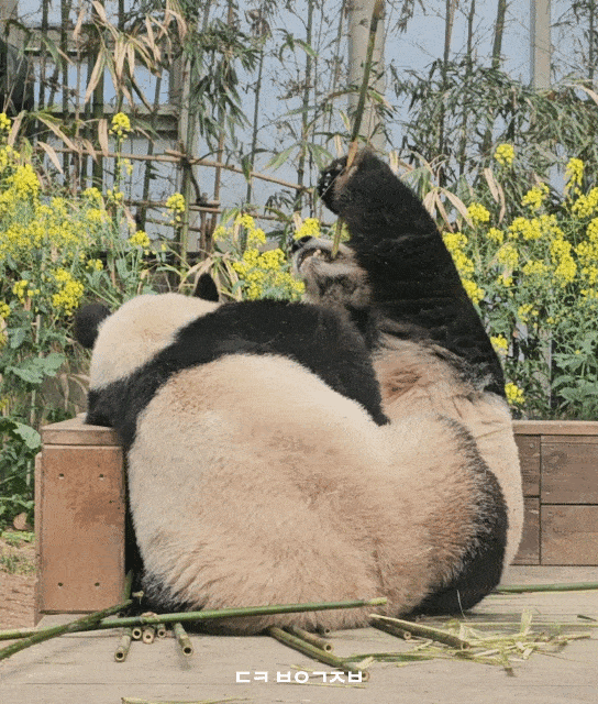 DiNpBH.gif