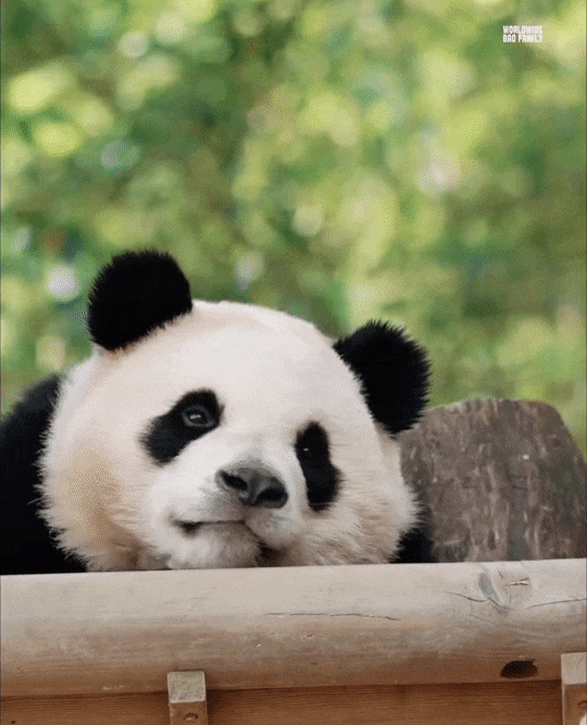 DvLPQC.gif