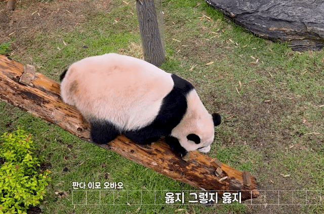 DvdTyv.gif