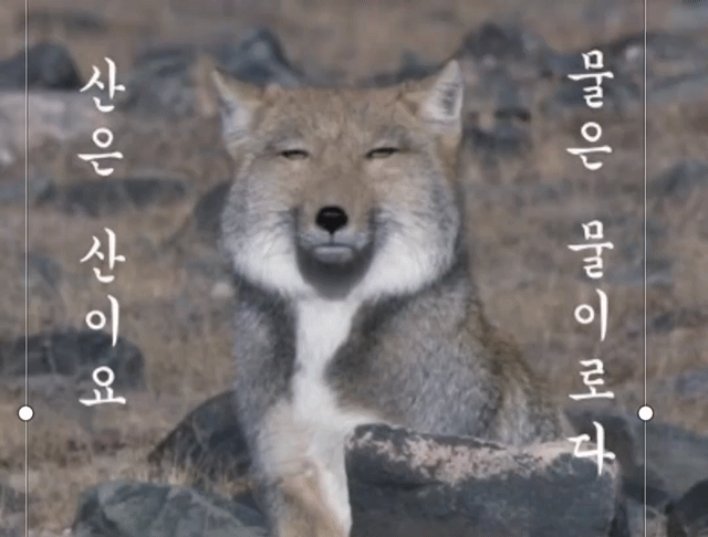 DxcOBO.gif