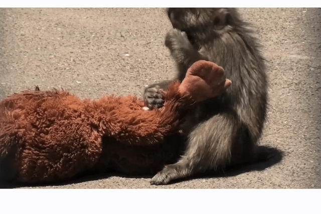 EMAszc.gif
