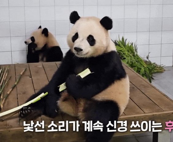 Eotabr.gif