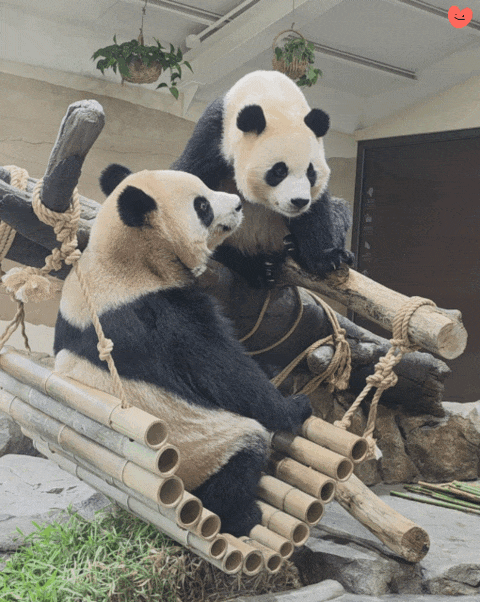 EvgOaV.gif