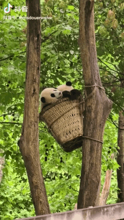 FdwqsM.gif
