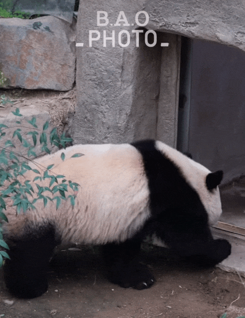 GAvPXi.gif