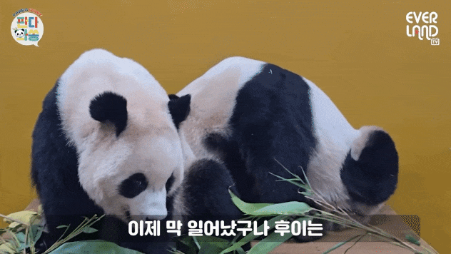 GFSjax.gif