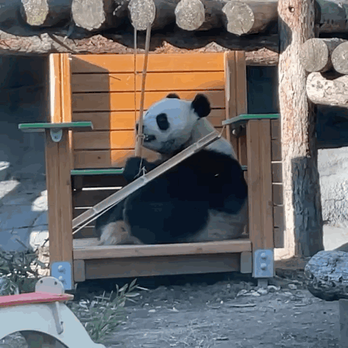 GHINEB.gif