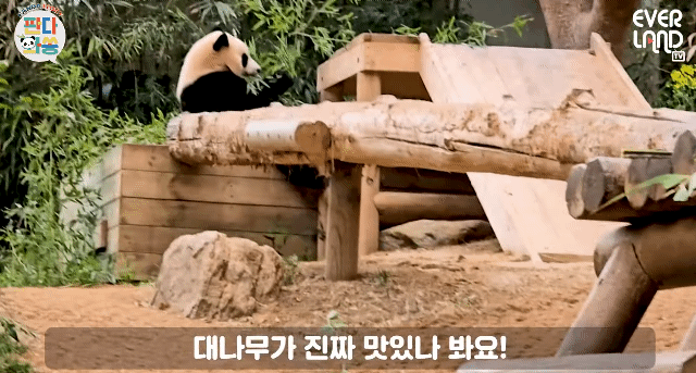 GZsDdB.gif