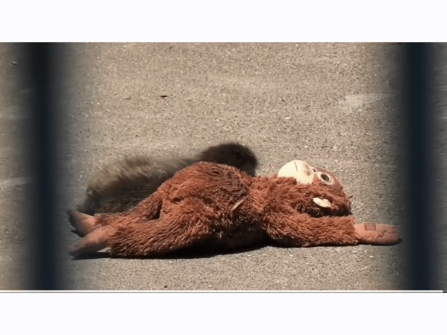 GuIQRM.gif