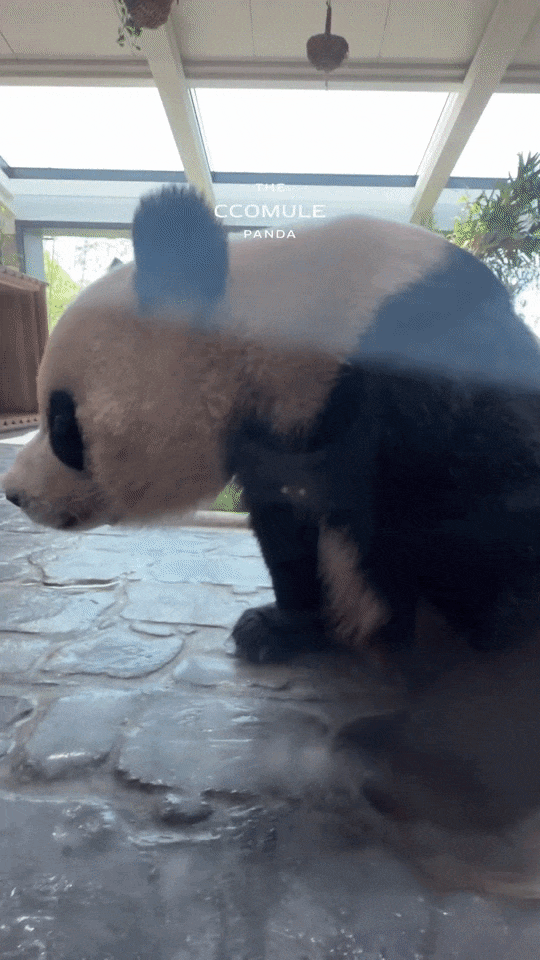 HAziTC.gif