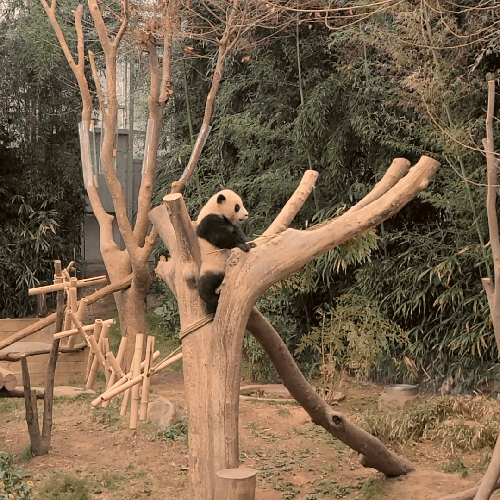 HPtemR.gif