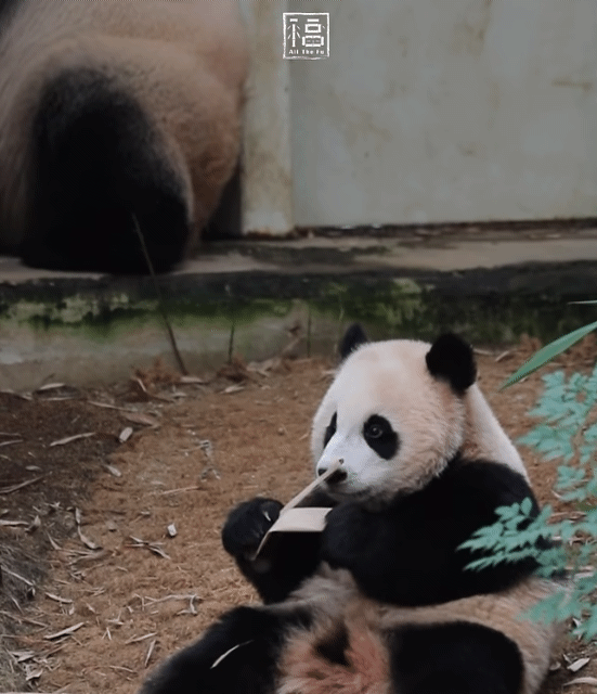 HUaRSe.gif