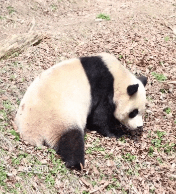 HfrczR.gif