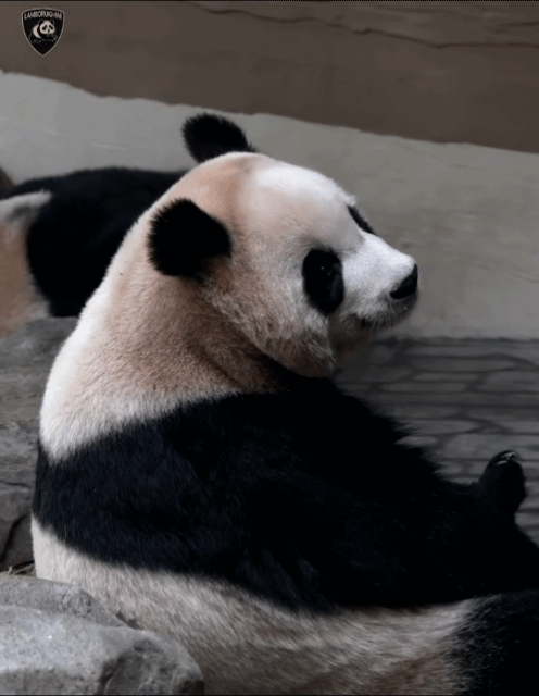 ICQKVw.gif