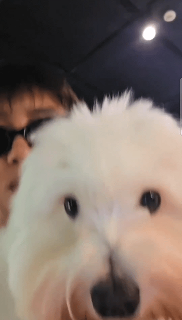 IGZRel.gif