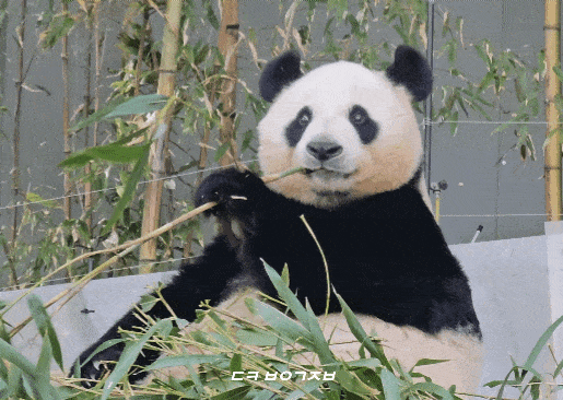 IVMSxA.gif
