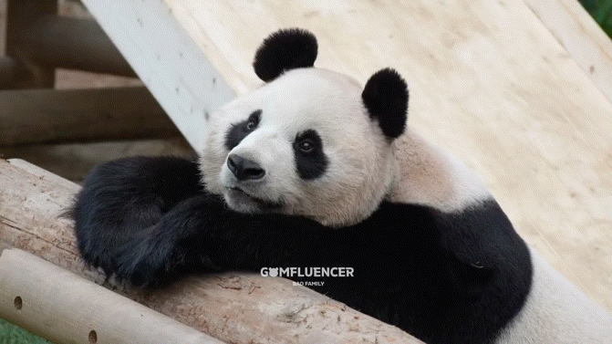 IYRYyP.gif