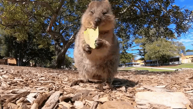 IYUWlJ.gif