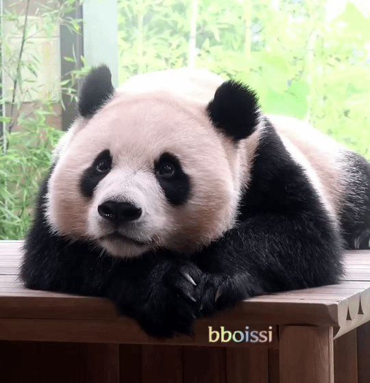 IgBecO.gif