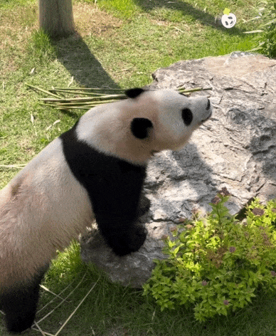 IhRIBh.gif