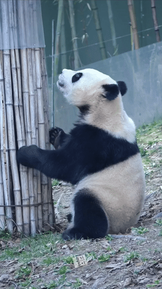 JCBQsX.gif