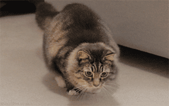 JEiyGb.gif