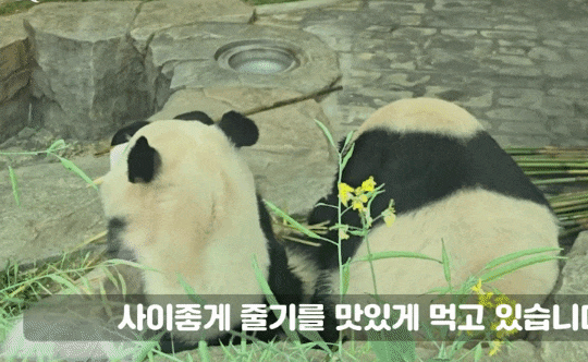 JpZkBy.gif