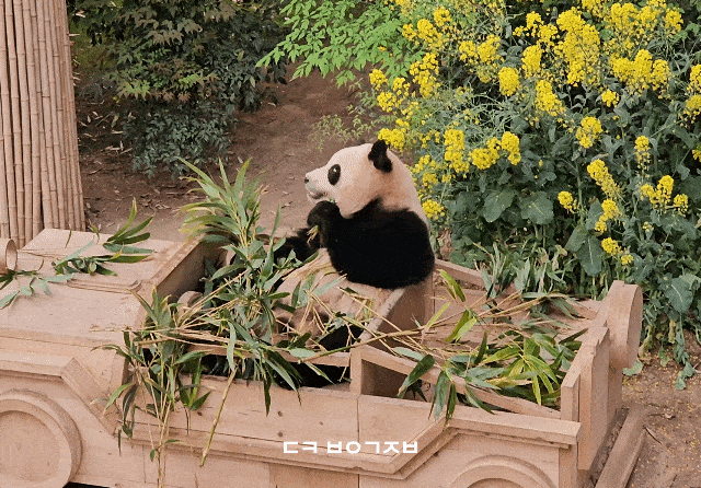 KAwvUq.gif