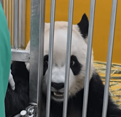KDVcOP.gif