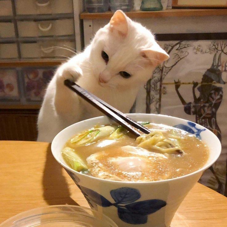 더쿠 - 😺어서오세요 고양이 라멘 가게 입니다~