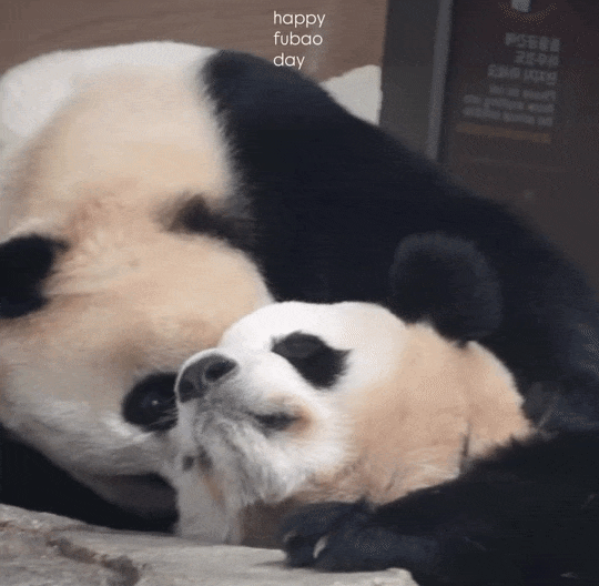KNKALB.gif