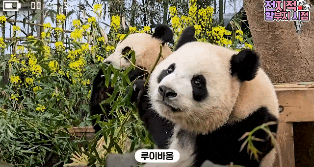 KbaPvZ.gif